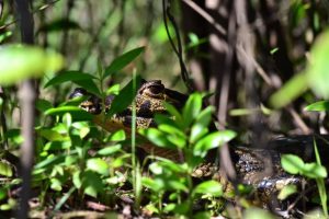 Visitare il Mato Grosso - un caimano nascosto