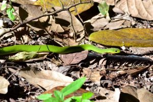 Un serpente nel pantanal del mato grosso do sul