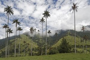 Colombia Valle del Cocora, Slow Moove blog di Viaggi